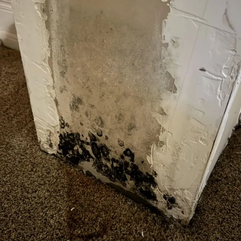 Professional Mold Removal in Forreston, IL